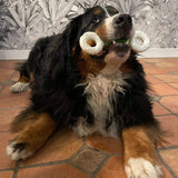 Os Dentaire Anti-Tartre pour Moyen/Grand chien - La Patte Verte