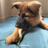 Sticks dentaires pour chien, Friandises Anti - Tartre pour chien - La Patte Verte