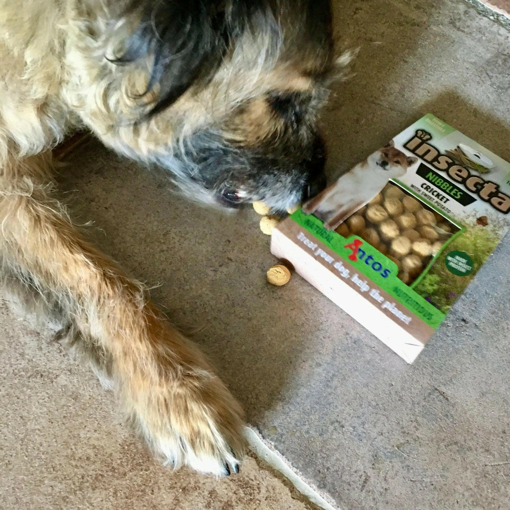 Jungle Doggy - Biscuits chiens aux insectes main image 1