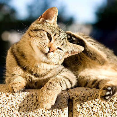 Antiparasitaire naturel pour chat - La Patte Verte