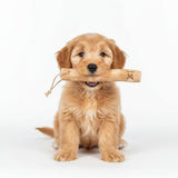 Bâton en Bois de Caféier pour Petit Chien – Taille XS - La Patte Verte