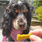 Biscuits à la patate douce et au curcuma pour chiens – cooka's cookies - La Patte Verte
