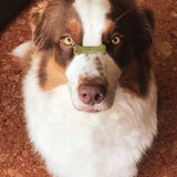 Biscuits digestion aux pommes et à la spiruline pour Chien - Cooka’s Cookies - La Patte Verte