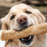 Bois de Caféier XXL – Mastication durable pour grand chien - La Patte Verte