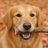 Bois de Cerf Entier pour Chien - La Patte Verte