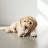 Bois de cerf tranché pour chien - La Patte Verte
