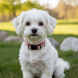 Collier pour chien Mosaïque Rouge - La Patte Verte