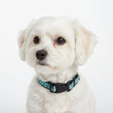 Collier pour Chien 'Rock Star' - La Patte Verte