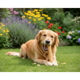 Queues de boeuf pour chien - La Patte Verte