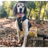 Friandises naturel Chou frisé et pomme pour chiens Soopa Bites - La Patte Verte